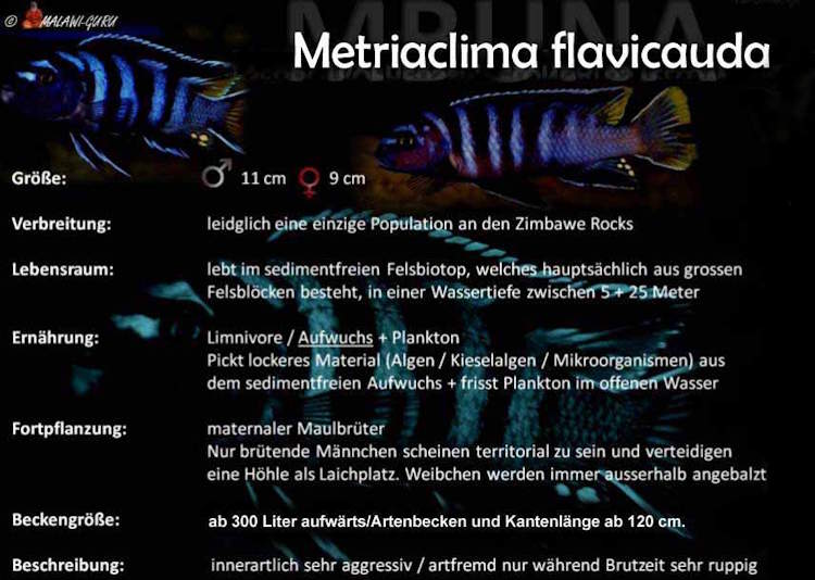 Metriaclima flavicauda Artentafel Metriaclima flavicauda