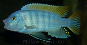 Metriaclima greshakei