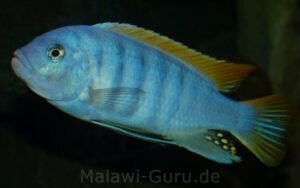 Metriaclima greshakei