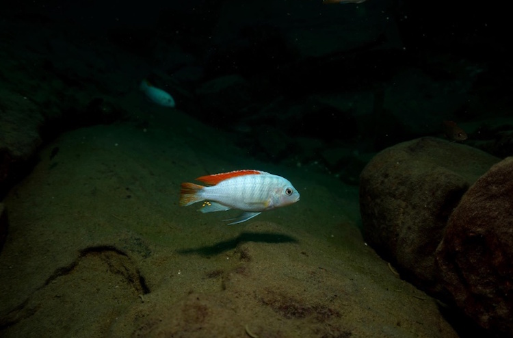 Metriaclima greshakei