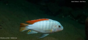 Metriaclima greshakei