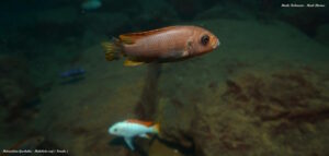 Metriaclima greshakei