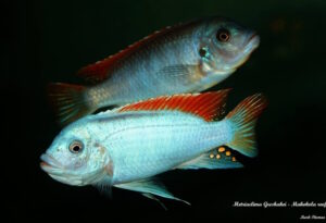 Metriaclima greshakei