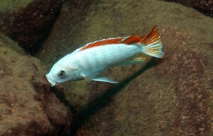 Metriaclima greshakei