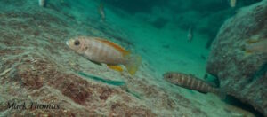 Metriaclima greshakei