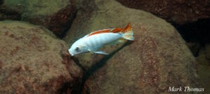 Metriaclima greshakei