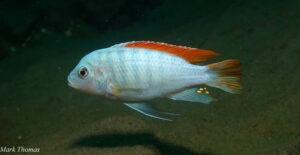 Metriaclima greshakei