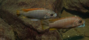 Metriaclima greshakei