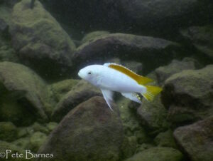 Metriaclima greshakei