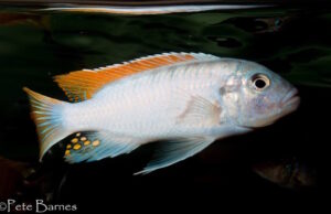 Metriaclima greshakei