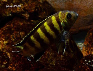 Metriaclima melissa