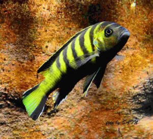 Metriaclima melissa