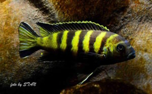 Metriaclima melissa