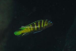Metriaclima melissa