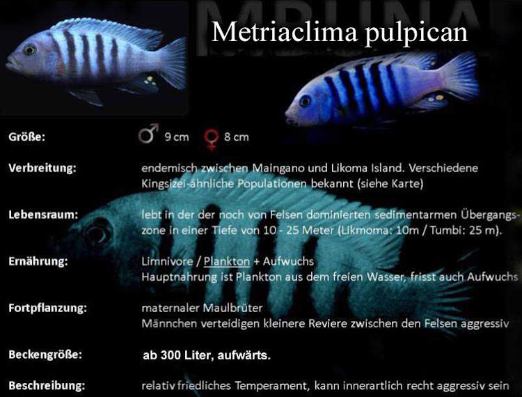 Metriaclima pulpican