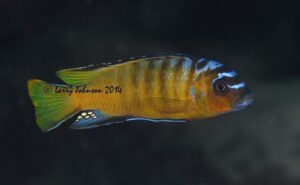 Metriaclima usisyae