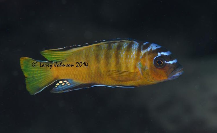 'Mara Rocks' Metriaclima usisyae