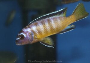 Metriaclima usisyae