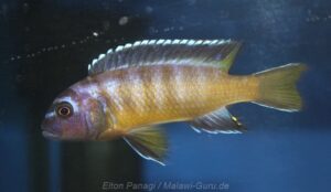Metriaclima usisyae