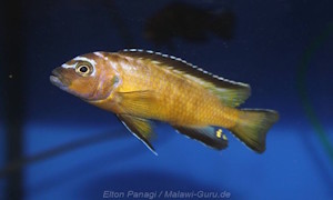 Metriaclima usisyae