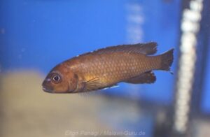 Metriaclima usisyae