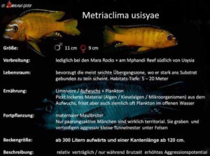 Metriaclima usisyae
