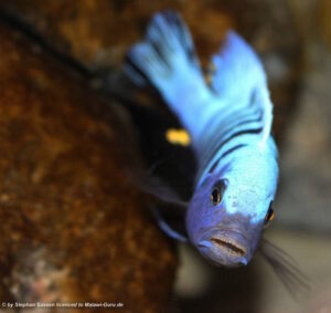 Metriaclima pulpican