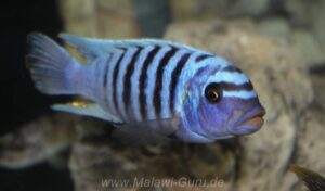 Metriaclima zebra 'Luhuchi Rocks'