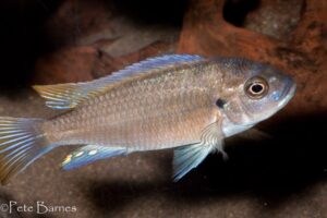 Cynotilapia sp. 'maleri'
