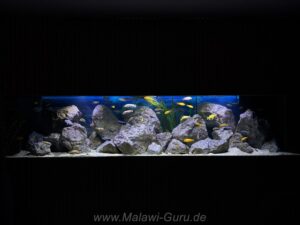 1500 Liter Mbuna Becken
