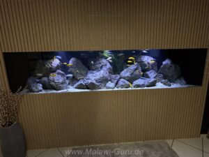 1500 Liter Mbuna Becken