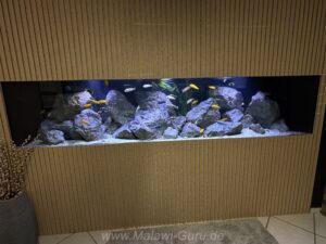 1500 Liter Mbuna Becken