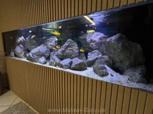 1500 Liter Mbuna Becken