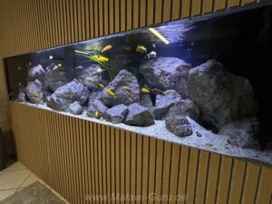 1500 Liter Mbuna Becken