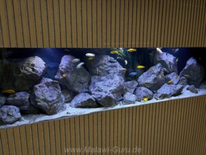 1500 Liter Mbuna Becken