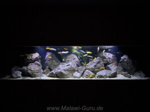 1500 Liter Mbuna Becken