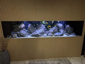 1500 Liter Mbuna Becken