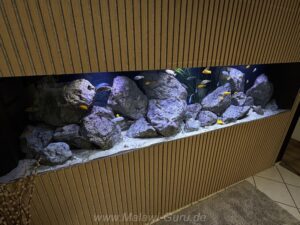 1500 Liter Mbuna Becken