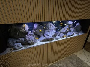 1500 Liter Mbuna Becken
