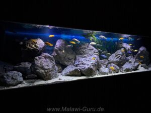 1500 Liter Mbuna Becken