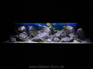 1500 Liter Mbuna Becken