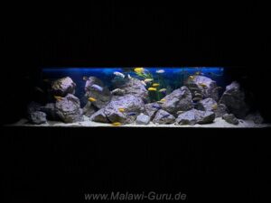 1500 Liter Mbuna Becken