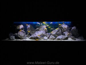 1500 Liter Mbuna Becken
