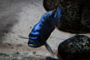 Cynotilapia sp. 'maleri' Mkondiwa Reef