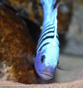 Metriaclima pulpican