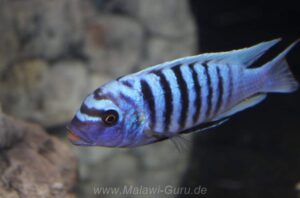 Metriaclima zebra 'Luhuchi Rocks'