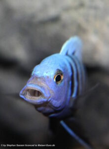 Metriaclima pulpican