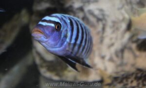 Metriaclima zebra 'Luhuchi Rocks'