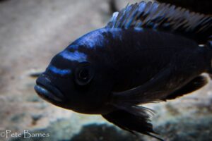 Cynotilapia sp. 'maleri' Mkondiwa Reef