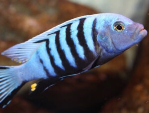 Metriaclima pulpican